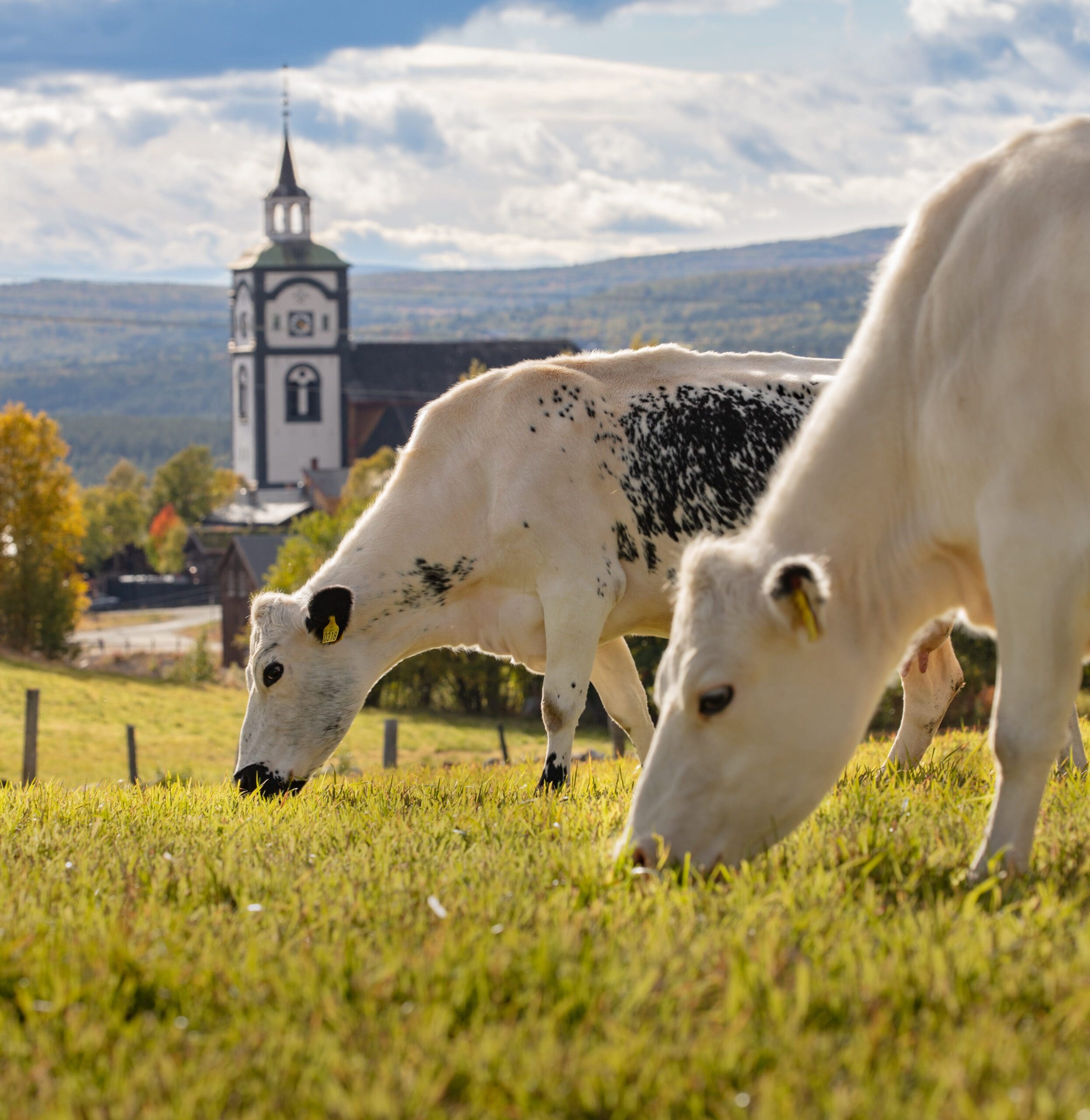 Tjenester | Røros Dyreklinikk