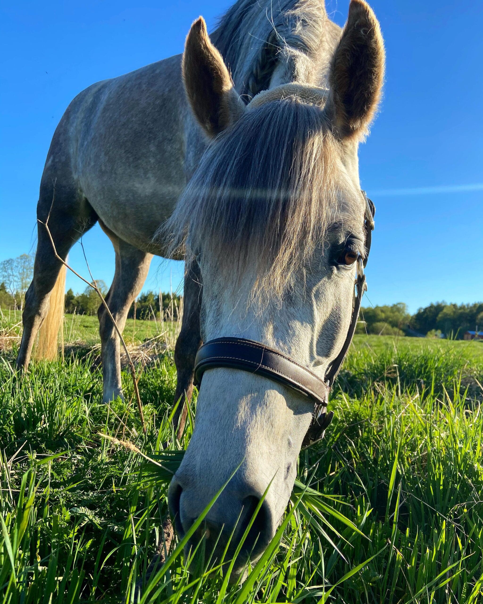 Hest R Hest | Røros Dyreklinikk